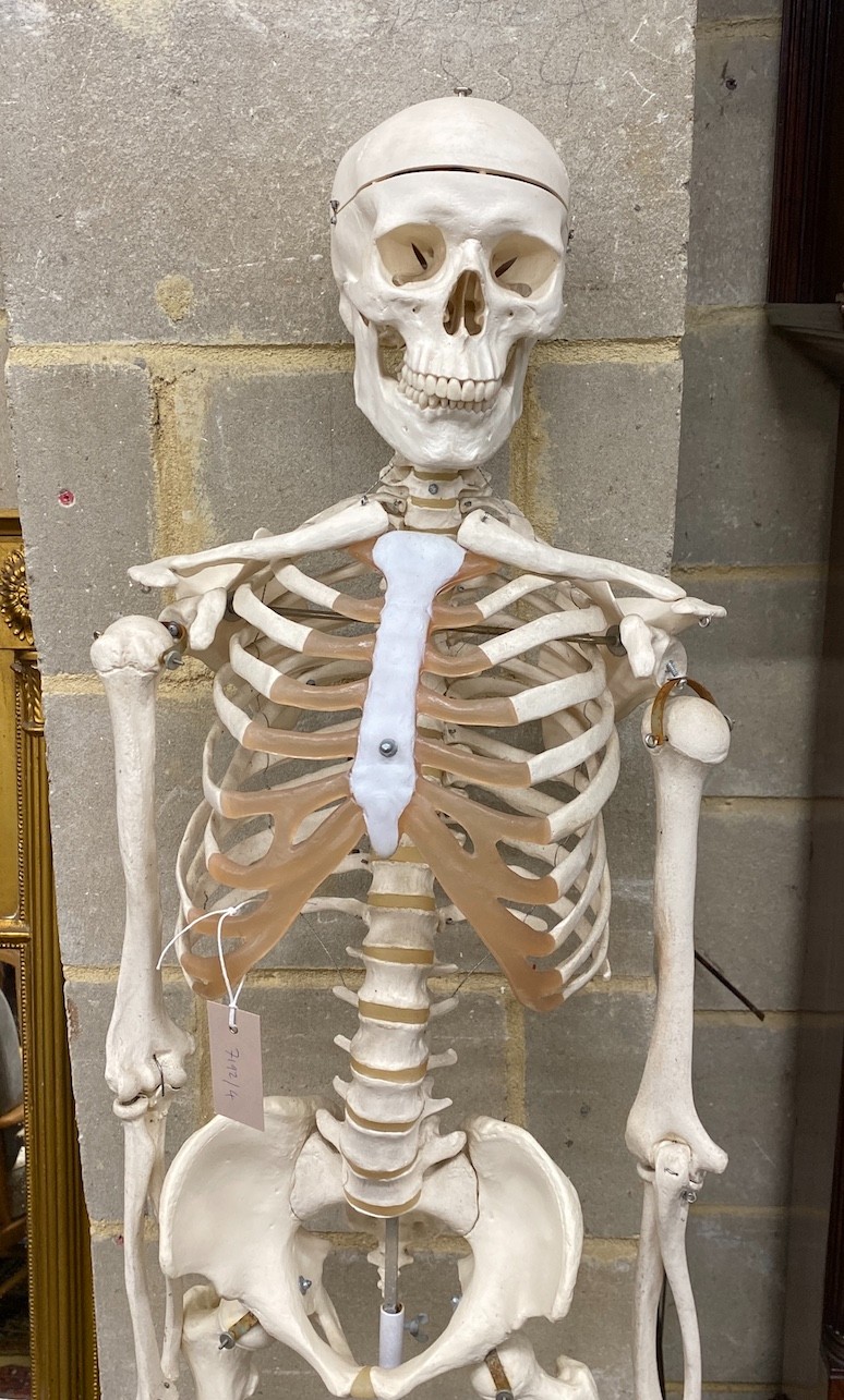 A composition life-size skeleton on stand, height 172cm